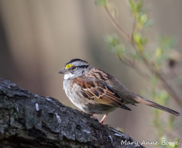White-throated Sparrow