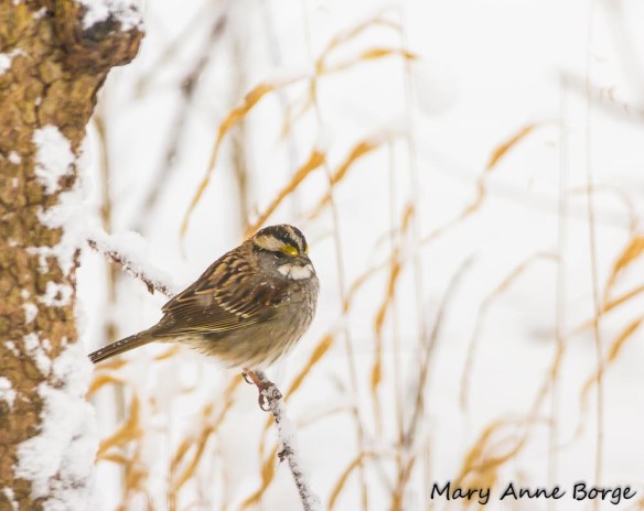 White-throated Sparrow with River Oats (Chasmanthium latifolium) in background