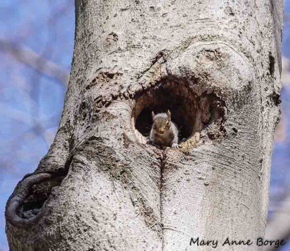 Gray Squirrel in cavity of American Beech