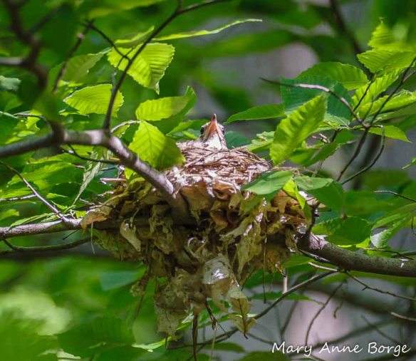 Wood Thrush on her nest in an American Beech. Some old Beech leaves have been used as nest material.