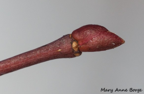 Basswood (Tilia americana) bud