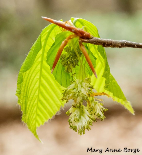 Male flowers of American Beech (Fagus grandifolia) 