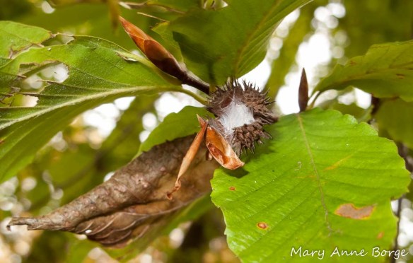 Insect nest in husk of American Beech