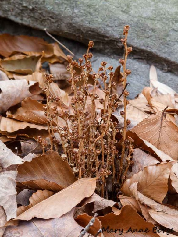 Beechdrops (Epifagus virginiana) in winter