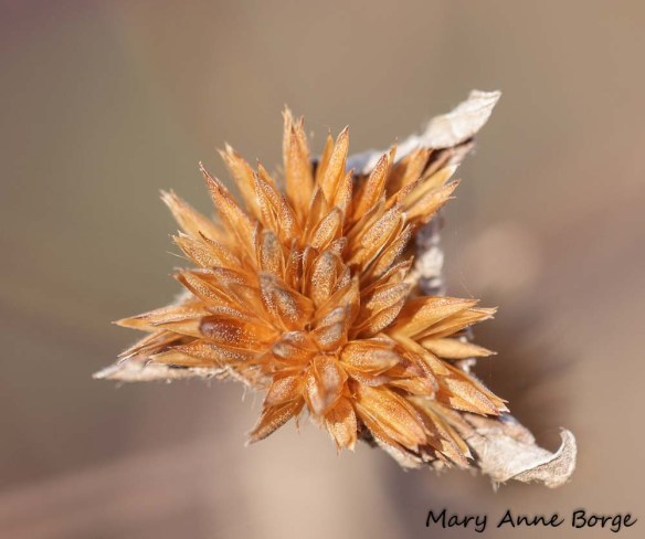 Elephant's foot (Elephantopus carolinianus)