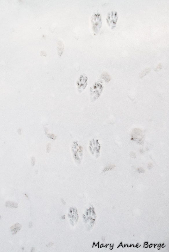 Raccoon tracks, Bowman's Hill Wildflower Preserve, New Hope, Pennsylvania