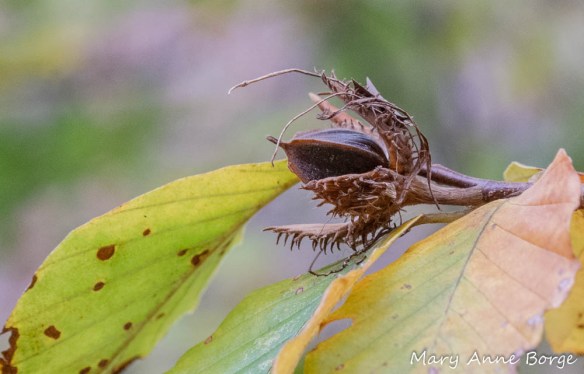 American Beech (Fagus grandifolia) nuts