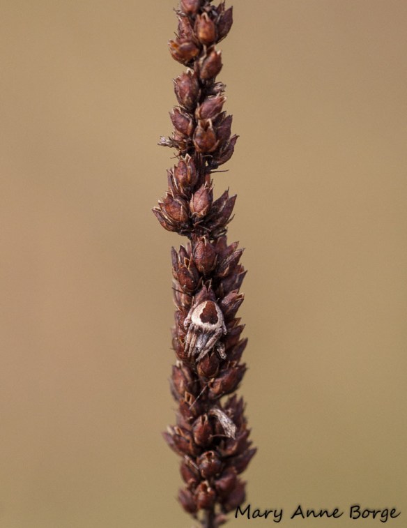 Well-camoflaged spider on Culver's Root (Veronicastrum virginicum), facing south to catch the sun's warmth
