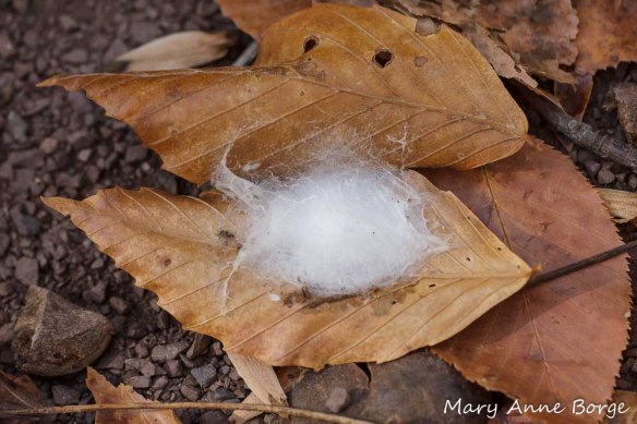 Insect nest on fallen American Beech leaf