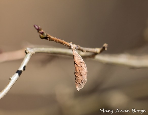 Mystery cocoon made from a leaf and silk.  Could it be a moth?  A spider?