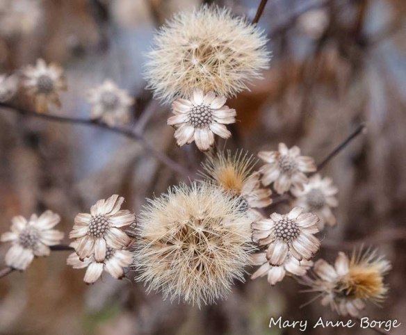 New York Ironweed (Vernonia noveboracensis)