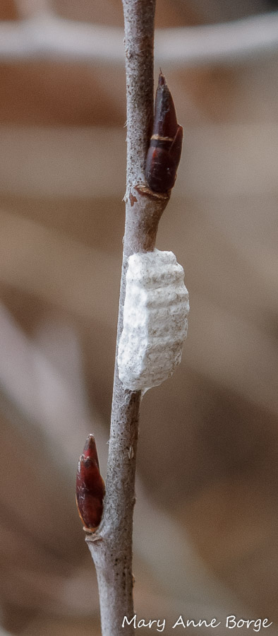 Braconid wasp cocoon bundle