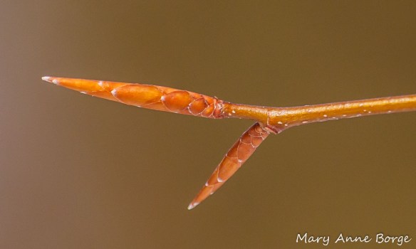 American Beech (Fagus grandifolia) buds