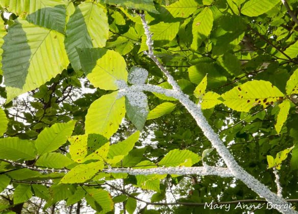 Woolly Beech Aphids (Phyllaphis fagi)