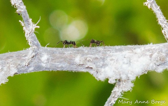 Ants harvesting Woolly Beech Aphid Honeydew