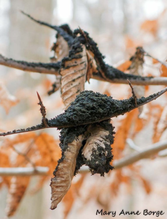 Beech Aphid Poop-eater (Scorias spongiosa)