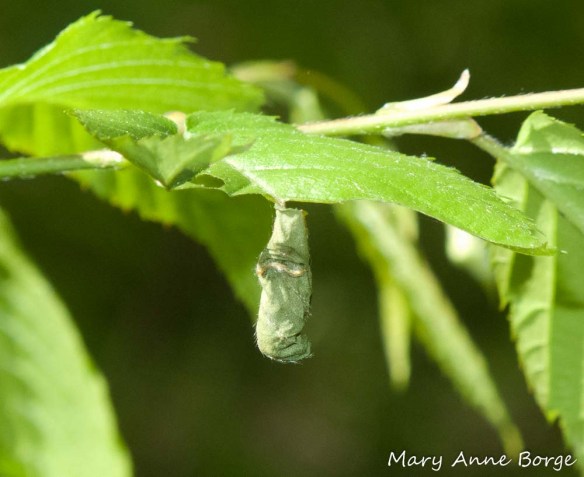 Insect shelter, likely leaf-rolling weevil nest