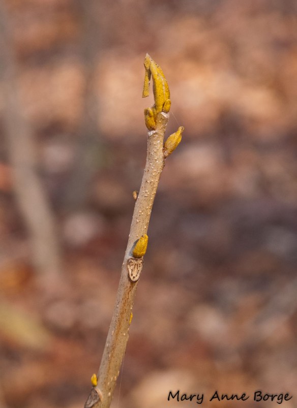 Bitternut Hickory (Carya cordiformis) buds and leaf scar