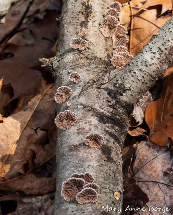 Common Split Gill mushrooms, commonly found on dead branches, help decompose the wood