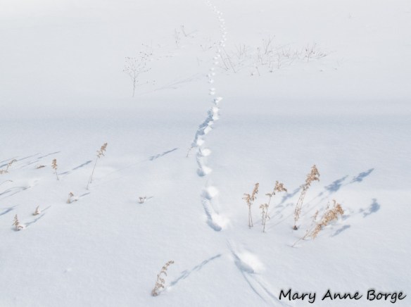 Fox tracks