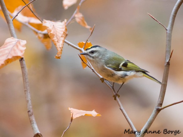 Golden-crowned Kinglet in American Beech