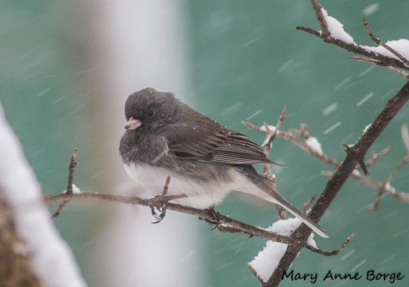 Dark-eyed Junco