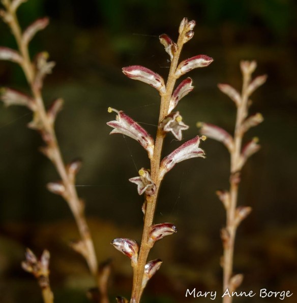 Beechdrops (Epifagus virginiana) flowers 