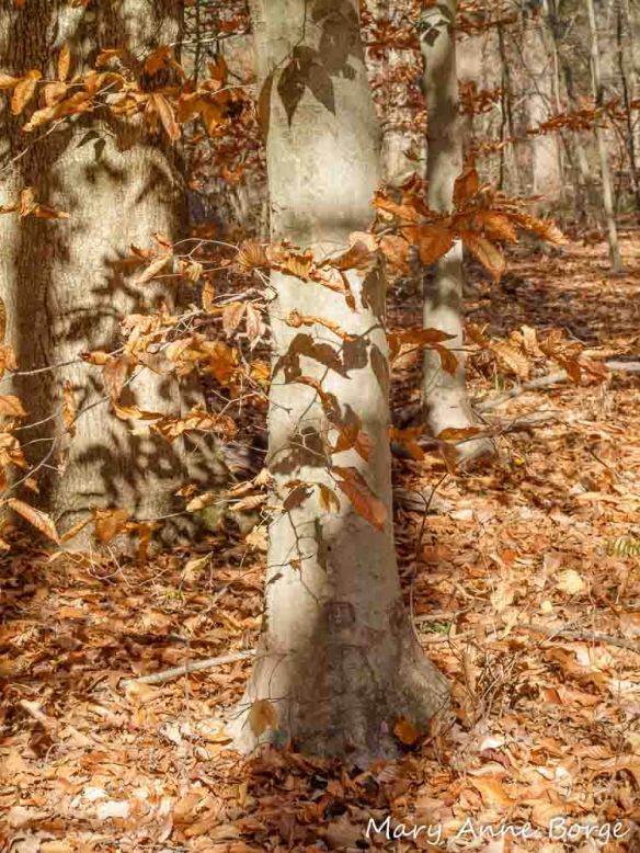 American Beech (Fagus grandifolia) 