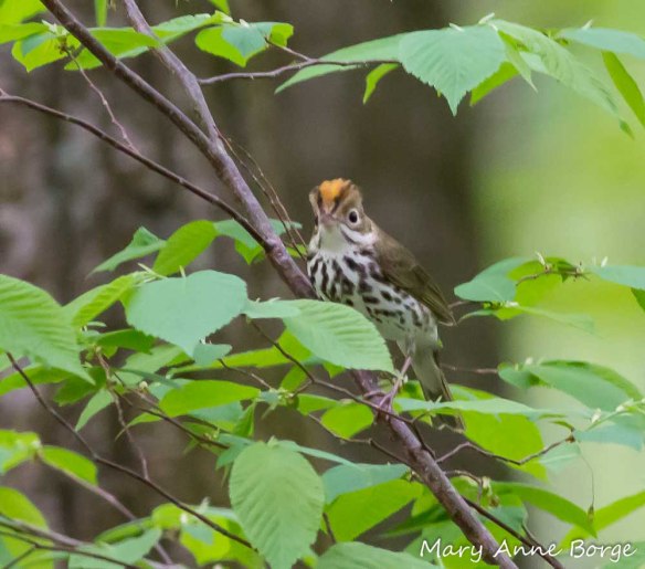 Ovenbird in American Beech