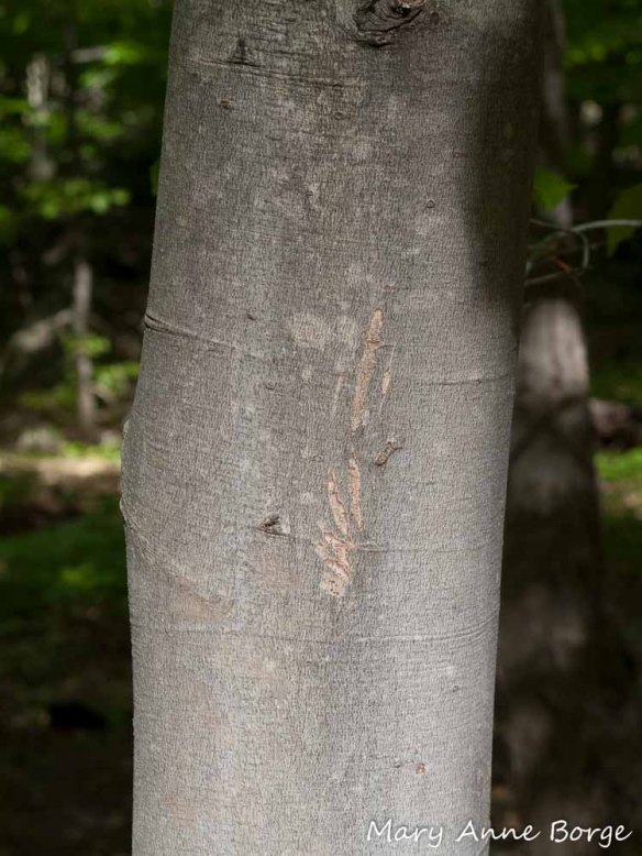 Animal 'tracks' on American Beech (Fagus grandifolia)