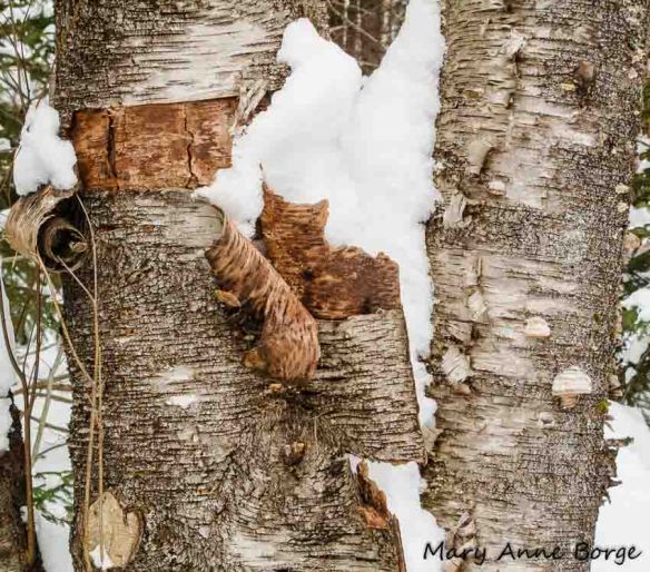 Pealing birch bark