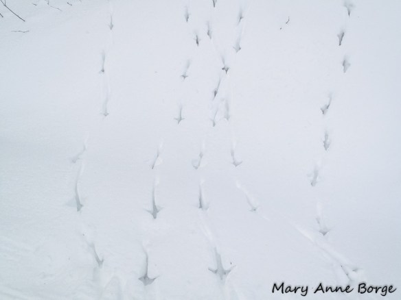 Grouse tracks, Trapp Family Lodge, Stowe, Vermont