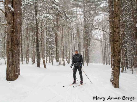 Cross Country skier in the woods, Trapp Family Lodge, Stowe, Vermont