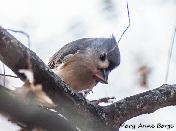 Tufted Titmouse eating American Beech nut