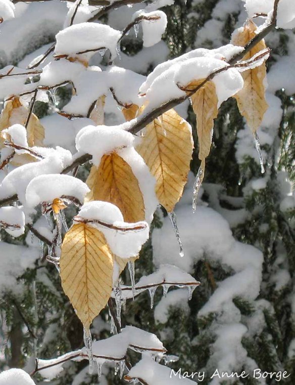 American Beech (Fagus grandifolia), in March