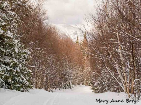 View from a ski trail: Haul Road, Trapp Family Lodge, Stowe, Vermont
