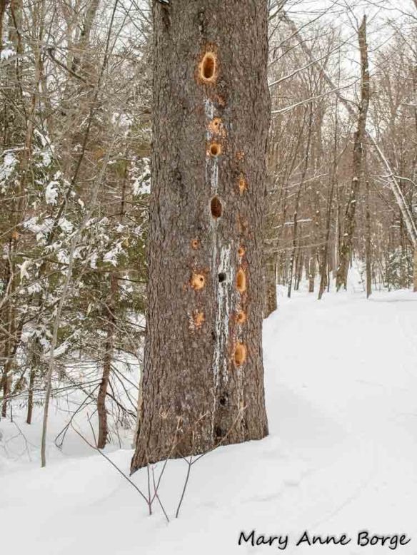 Holes excavated by Pileated Woodpecker