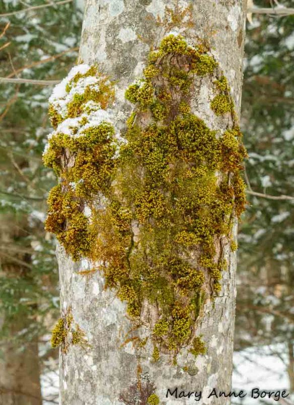 Moss on tree bark