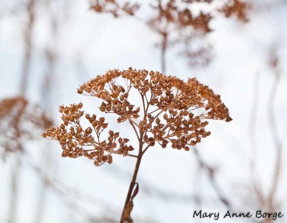 Wild Hydrangea (Hydrangea arborescens)