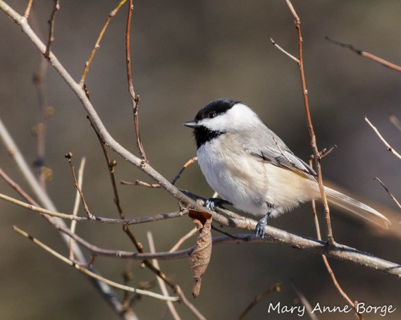 Carolina Chickadee