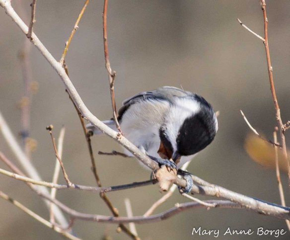 Carolina Chickadee searching for an insect in a leaf