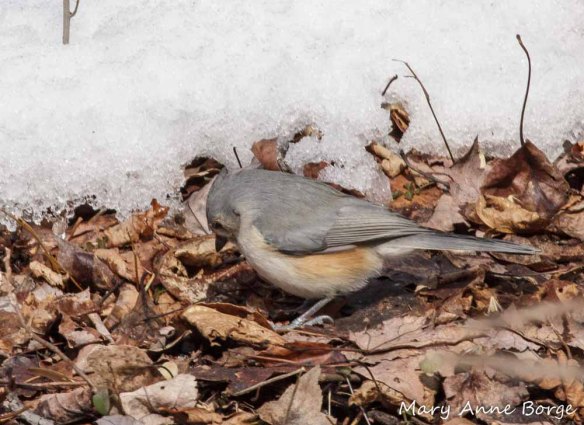 Tufted Titmouse searching for food