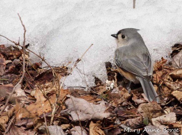 Tufted Titmouse