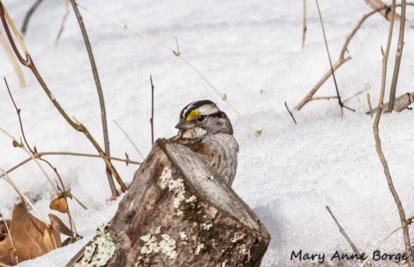 White-throated Sparrow