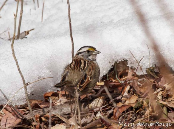 White-throated Sparrow