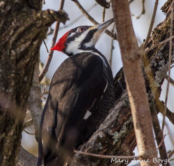 Pileated Woodpecker, excavating a branch for ants 