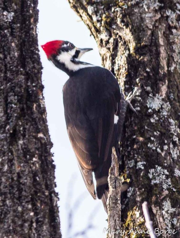 Pileated Woodpecker