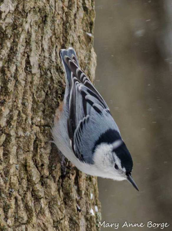 White-breasted Nuthatch