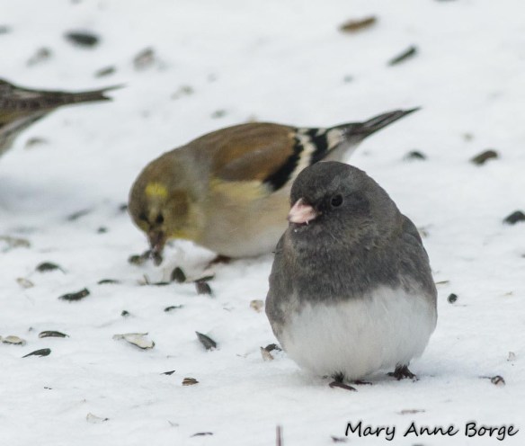 Dark-eyed Junco with American Goldfinch