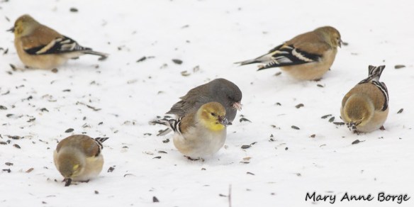American Goldfinches with Dark-eyed Junco